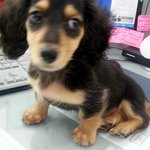 (추가)닥스훈트 장모  <b>내사</b>랑 러시 매력 터짐