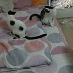 냥<b>판</b>] 강낭콩알 음마는스토커 11편