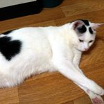 [냥판] 대두김용배의 엄마 나좀 살려뎌 ㅠㅠ