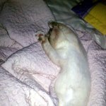 우리집 망나니 하루 이야기 2탄! 입니다 ㅋㅋㅋ