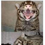 고양이를 <b>주서</b>왔는데 이상해요