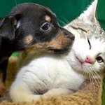<b>사이</b> 좋아 보이는 개와 고양이