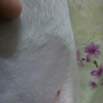 애견샵에 미용 맡겼는데 <b>이빨</b>자국이 있어요 ㅠㅠ