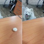 택시<b>회사</b>에 사는 스피츠 해피 [베<b>톡</b>기념 2탄]