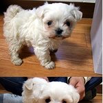 저희집 예쁜  똥달래를 소개합니다