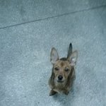 강아지 잘아시는분들~방법이 없을까요?ㅠ
