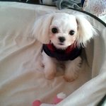 부산분들 꼭봐주세요..저희 비지를 유심히 봐주세요..