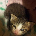 냥판] 고양이 마루이야기 4탄!!