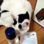 [냥판] <b>대두</b>김용배의 약먹기 싫으쉬먀!!!