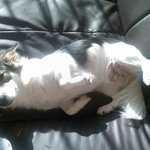 비글같은 멍 콩이와의 폭풍같은 나날2