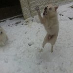 간만에 찾아온 저희집에 12마리의 개님들을 소개합니다