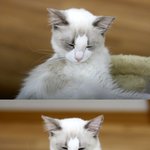 [냥판] 사투리알바녀가 들려주는 30마리 고양이 이야기 2