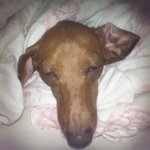 사람인지 개인지 구분 할까말까요 (사진有반장)