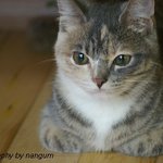 [김괭] 김고양이 스물세번째