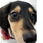 내사랑 러시 매력터짐 2탄(러시엔케시,<b>티슈</b>)