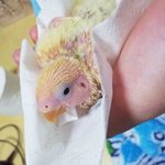이유식중인 아기 앵무새 코코를 소개합니다