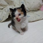 오산역을 가서 <b>무료</b> 분양 코숏 한마리 분양 받아왔습니다. 이름은...