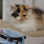 유봉이네 11월 이야기 (유봉이/앙즈/퐁즈판)