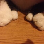 [냥판]울집엔 특이한 고양이가 산다!?