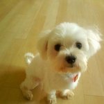 유기견 센터에서 데려온 개캐리 사람인지 개인지 <b>분간</b>이 안감