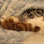 재미있는 포즈로 잠자는 고양이