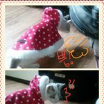 [길냥마늘네] [판에서 만난 마늘이] 마늘이와 둘째 비비^-^(스압주의...