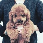 lingo인형이 아니예요.