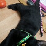 친구 집 냥이 종이 궁금해<b>서여</b> ㅎㅎㅎ