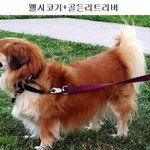 <b>웰시</b> 코기의 우월한 유전자 모음