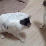 냥판] 강낭콩알 새로운보금자리 13편