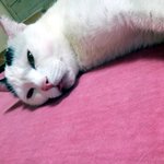 [냥판] <b>대두</b> 김용배의 도플갱어를 만들꺼다쉬먀!