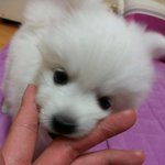 파보 <b>장염</b> .. 애기가 아파요 ㅠㅠ