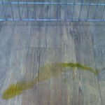 (후기)아픈 강아지인줄 알았음 내다 버렸을 꺼랍니다. 화나네요