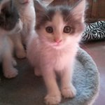 [냥판]울집엔 특이한 고양이가 산다!? 2탄