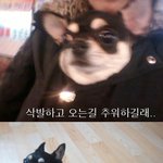 페키니즈 &amp; 블랙탄 <b>치와와</b>