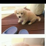 우리<b>보리</b>의100일을축하해주세요(귀여움주의)