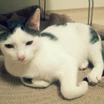 냥판] 강낭콩알 멍청한음마 14편