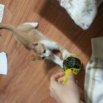 고양이판]  돌아온 <b>둥이</b>를 소개합니다.
