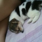 우리집 믹스견 노랑이를 소개합니다. (스압주의)