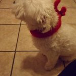 사진 많아요~~!:)) 강쥐 두마리 고냥 4마리와 살아가기