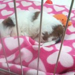 우리집 1살커플 시츄 꼬미와 <b>포</b><b>메</b> 로또를 소개합니당!