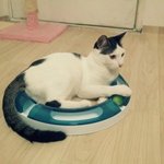 냥판] 강낭콩알 재미가 필요한 콩알 15편