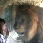 <b>숫</b>사자와 강렬히 키스하는 치타.swf