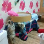 [길냥<b>마늘</b>네] [판에서 만난 <b>마늘</b>이] 겨울이에요! 미리크리스마스...