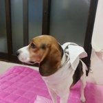 야<b>롱이</b>판) 흔들려도 매력있어..