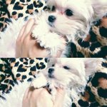 솜사탕..먹지마세요 :-)