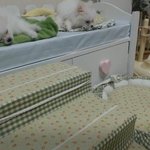 루루와 <b>라라</b>의 일상이야기 3