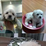 저희집 <b>코카</b>스파니엘좀 봐주세욤~!!