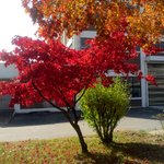 자연의 <b>배경들</b>