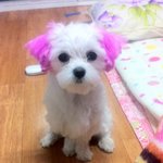 경기도 부천 중동 <b>복사</b>골건영 뽀뽀 찾습니다ㅜㅜ